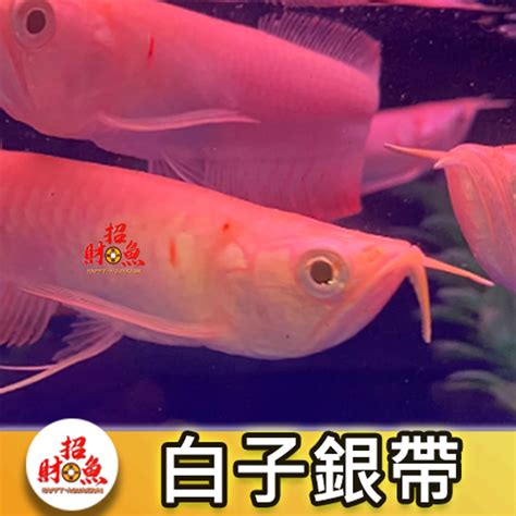 白子銀帶飼養|銀龍魚風水雖好，但是也有禁忌！